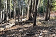 east-slope-earthworks-mulching-firewise-2439