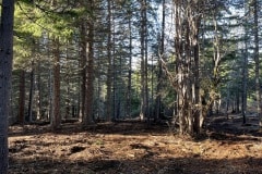 east-slope-earthworks-mulching-firewise-2523