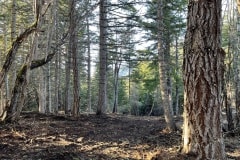 east-slope-earthworks-mulching-firewise-2524
