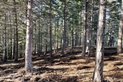 east-slope-earthworks-mulching-firewise-2527