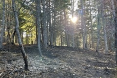 east-slope-earthworks-mulching-firewise-2528