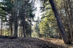 east-slope-earthworks-mulching-firewise-2529