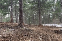 east-slope-earthworks-mulching-firewise-2608