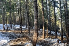 east-slope-earthworks-mulching-firewise-2618