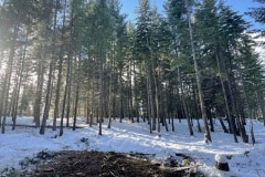 east-slope-earthworks-mulching-firewise-2619
