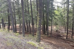 east-slope-earthworks-mulching-firewise-4155