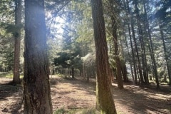 east-slope-earthworks-mulching-firewise-4309