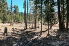 east-slope-earthworks-mulching-firewise